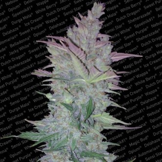 Vertigo (Paradise Seeds) feminiserade