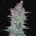Vertigo (Paradise Seeds) Feminiserade