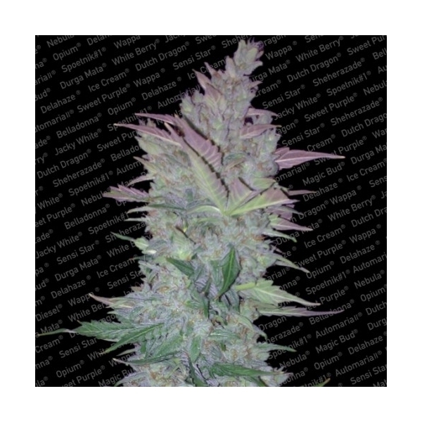 Vertigo (Paradise Seeds) Feminiserade