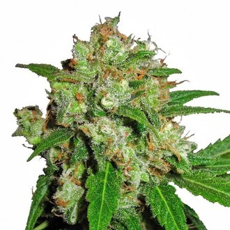 Sensi Skunk (Sensi Seeds) Feminiserade