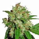 Sensi Skunk (Sensi Seeds) Feminiserade
