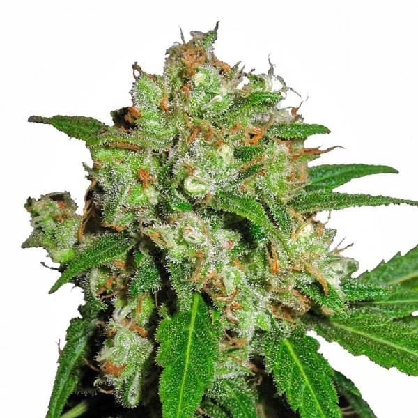 Sensi Skunk (Sensi Seeds) Feminiserade