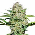 Sensi Skunk Autoflower (Sensi Seeds) Feminiserade