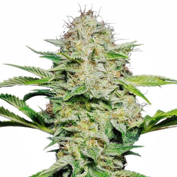 Sensi Skunk Autoflower (Sensi Seeds) Feminiserade