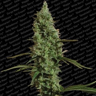 Atomical Haze (Paradise Seeds) feminiserade cannabisfr&ouml;n