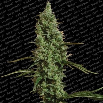 Atomical Haze (Paradise Seeds) Feminiserade