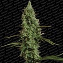 Atomical Haze (Paradise Seeds) Feminiserade