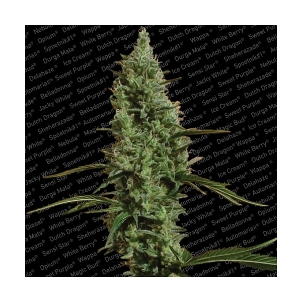 Atomical Haze (Paradise Seeds) Feminiserade