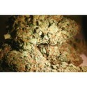 Atomical Haze (Paradise Seeds) Feminiserade