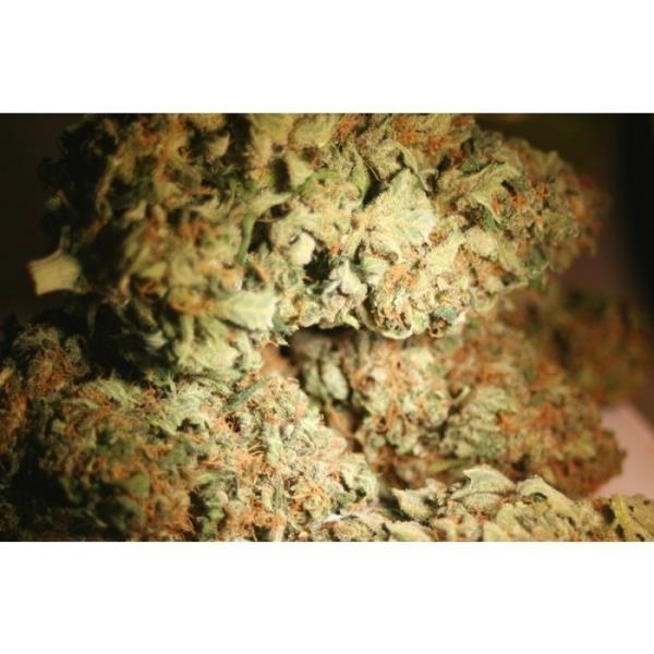 Atomical Haze (Paradise Seeds) Feminiserade