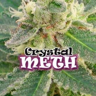 Crystal M.E.T.H. (Dr. Underground) Feminiserade