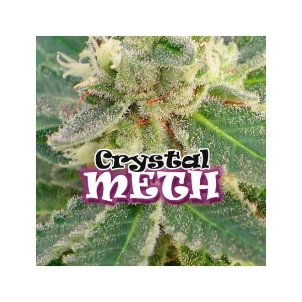 Crystal M.E.T.H. (Dr. Underground) Feminiserade
