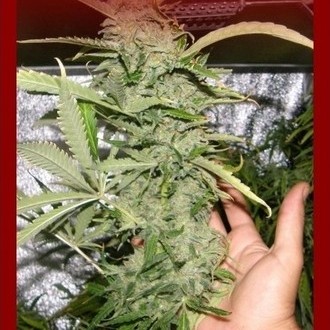 Crystal M.E.T.H. (Dr. Underground) Feminiserade
