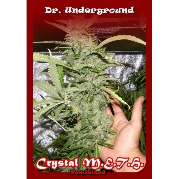 Crystal M.E.T.H. (Dr. Underground) Feminiserade