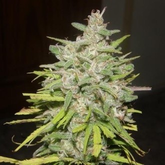 Crystal M.E.T.H. (Dr. Underground) Feminiserade