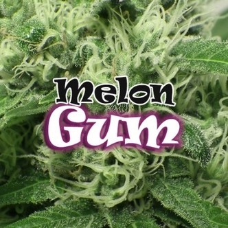 Melon Gum (Dr. Underground) feminiserade cannabisfr&ouml;n