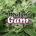 Melon Gum (Dr. Underground) Feminiserade