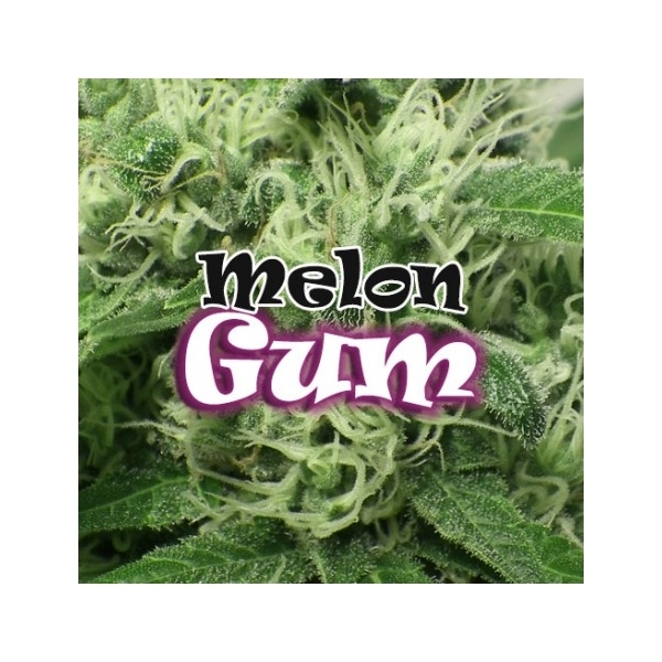 Melon Gum (Dr. Underground) Feminiserade
