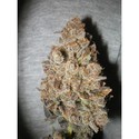 Melon Gum (Dr. Underground) Feminiserade