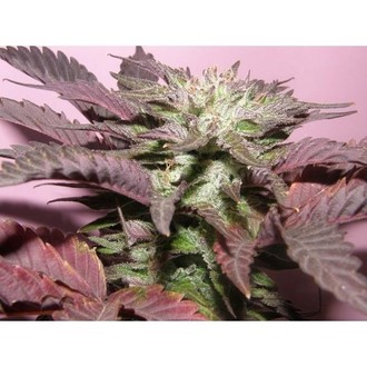 Melon Gum (Dr. Underground) Feminiserade