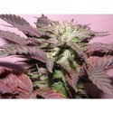 Melon Gum (Dr. Underground) Feminiserade