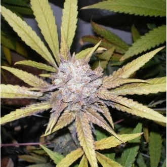 Melon Gum (Dr. Underground) Feminiserade