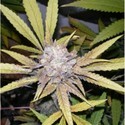 Melon Gum (Dr. Underground) Feminiserade