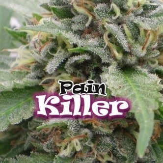 PainKiller (Dr. Underground) feminiserade