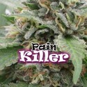 PainKiller (Dr. Underground) Feminiserade