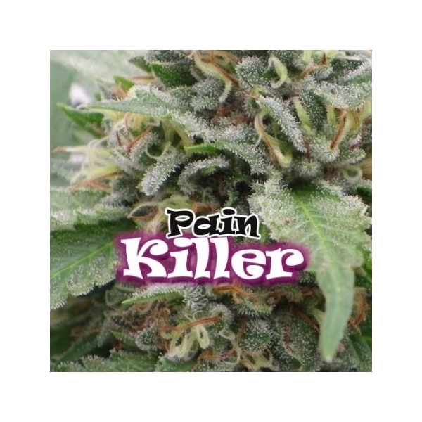 PainKiller (Dr. Underground) Feminiserade