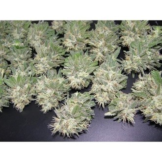 PainKiller (Dr. Underground) Feminiserade