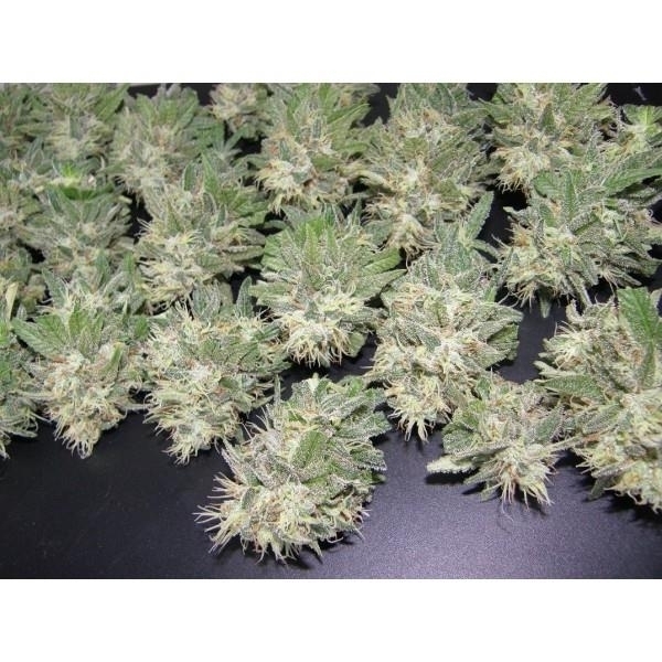 PainKiller (Dr. Underground) Feminiserade