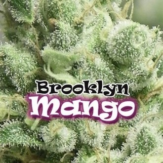 Brooklyn Mango (Dr. Underground) Feminiserade