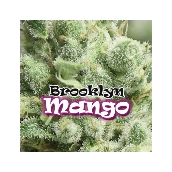 Brooklyn Mango (Dr. Underground) Feminiserade