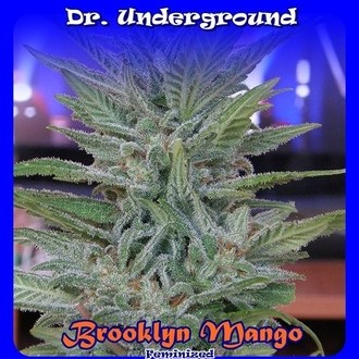 Brooklyn Mango (Dr. Underground) Feminiserade