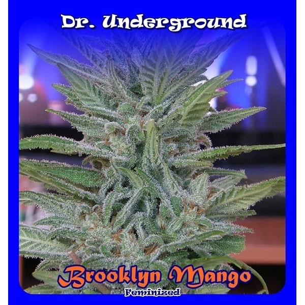Brooklyn Mango (Dr. Underground) Feminiserade