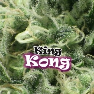 King Kong (Dr. Underground) Feminiserade