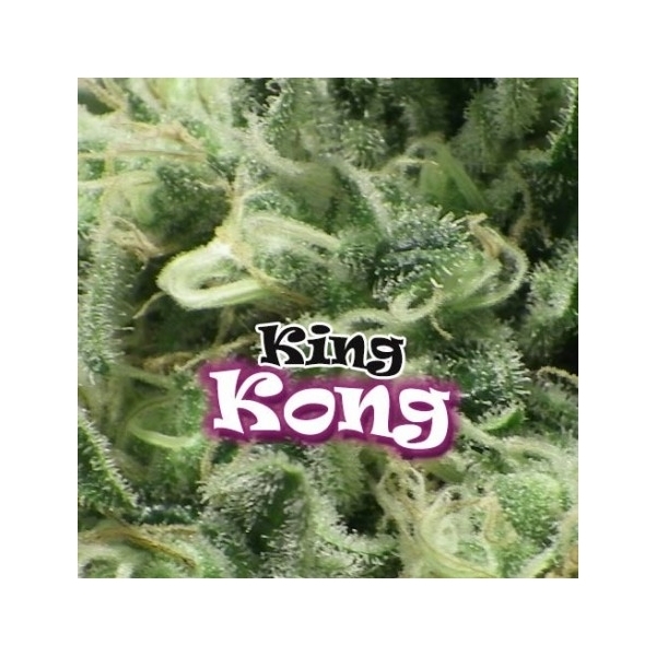 King Kong (Dr. Underground) Feminiserade