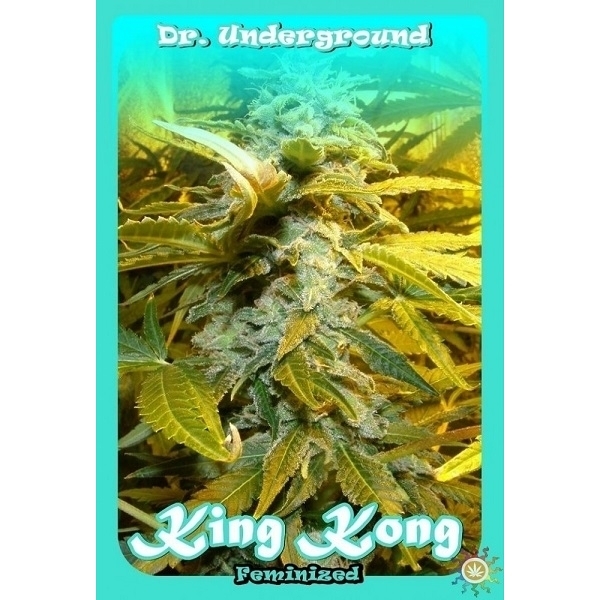 King Kong (Dr. Underground) Feminiserade