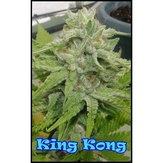 King Kong (Dr. Underground) Feminiserade