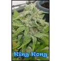 King Kong (Dr. Underground) Feminiserade