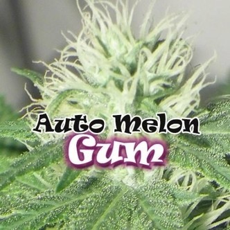 Auto Melon Gum (Dr. Underground) feminiserade