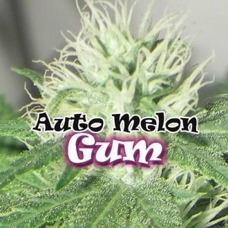 Auto Melon Gum (Dr. Underground) Feminiserade