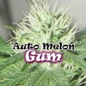 Auto Melon Gum (Dr. Underground) Feminiserade