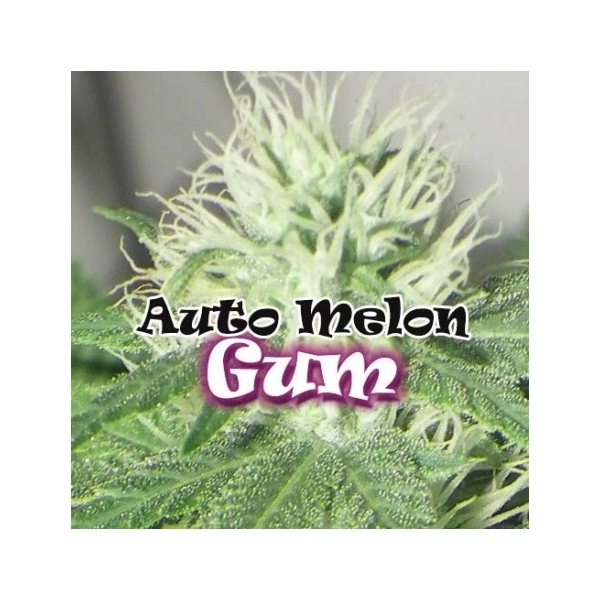 Auto Melon Gum (Dr. Underground) Feminiserade