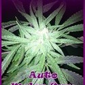 Auto Melon Gum (Dr. Underground) Feminiserade