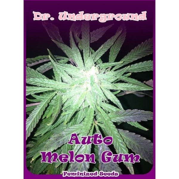 Auto Melon Gum (Dr. Underground) Feminiserade