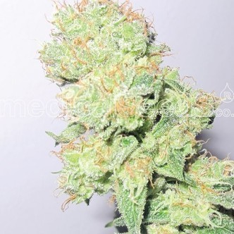 Y Griega CBD (Medical Seeds) feminiserade