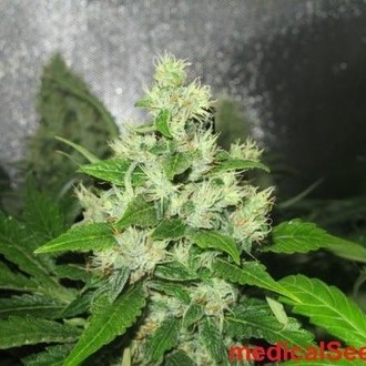 Y Griega CBD (Medical Seeds) Feminiserade