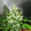 Y Griega CBD (Medical Seeds) Feminiserade